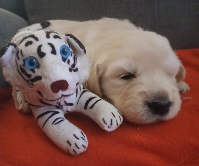 Les chiots de Golden Retriever