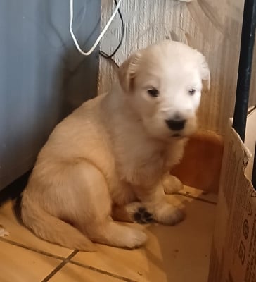 Les chiots de Golden Retriever