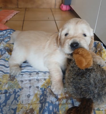Les chiots de Golden Retriever