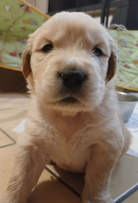 Les chiots de Golden Retriever