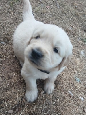 Les chiots de Golden Retriever