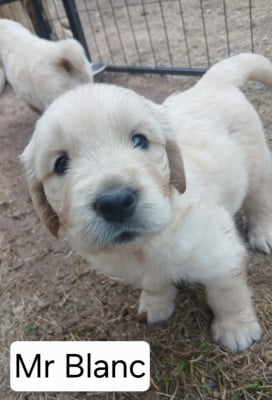 Les chiots de Golden Retriever