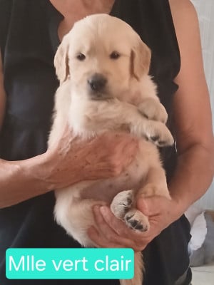 Les chiots de Golden Retriever