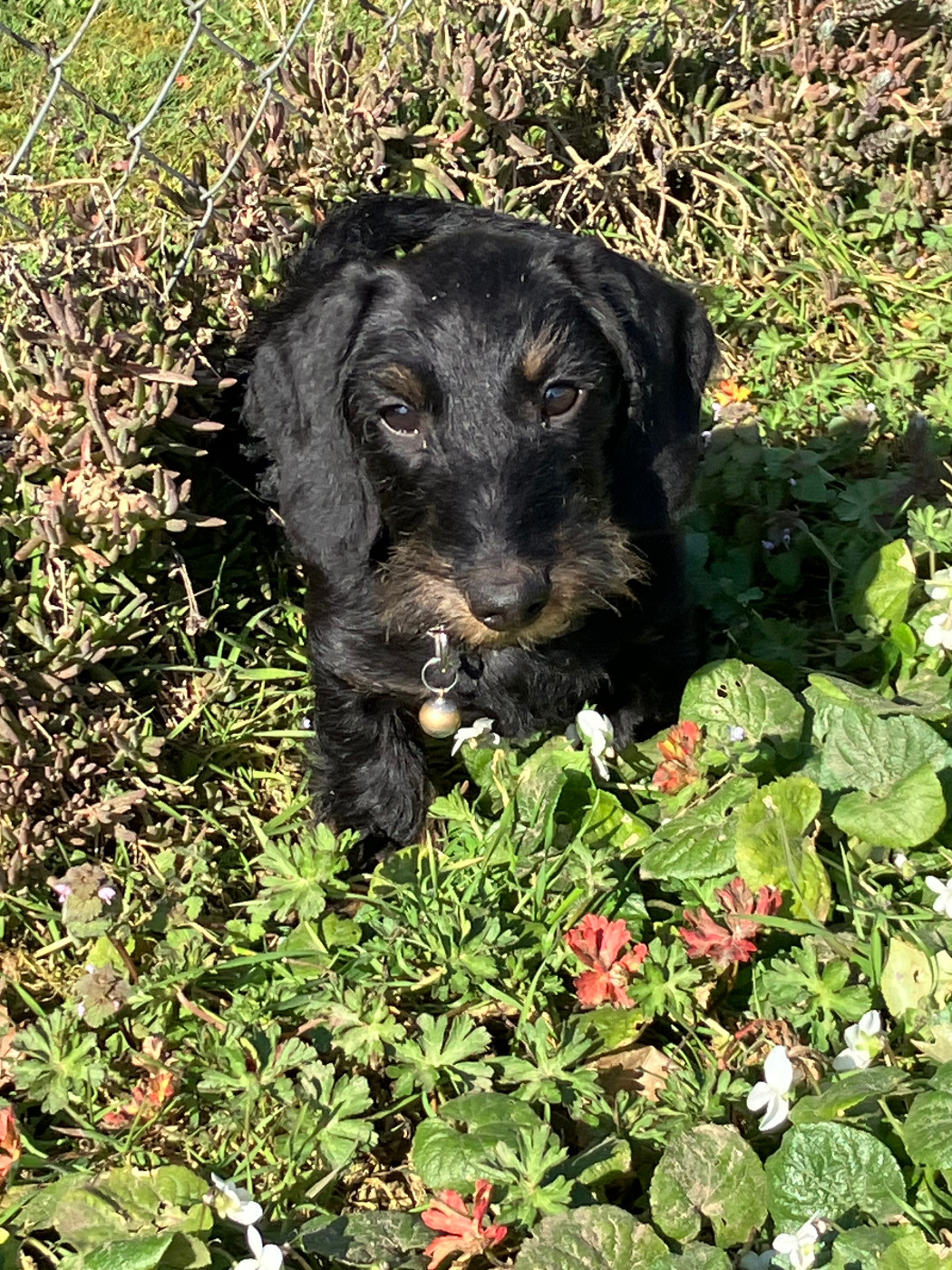 Vadrouille De la plaine aux lièvres