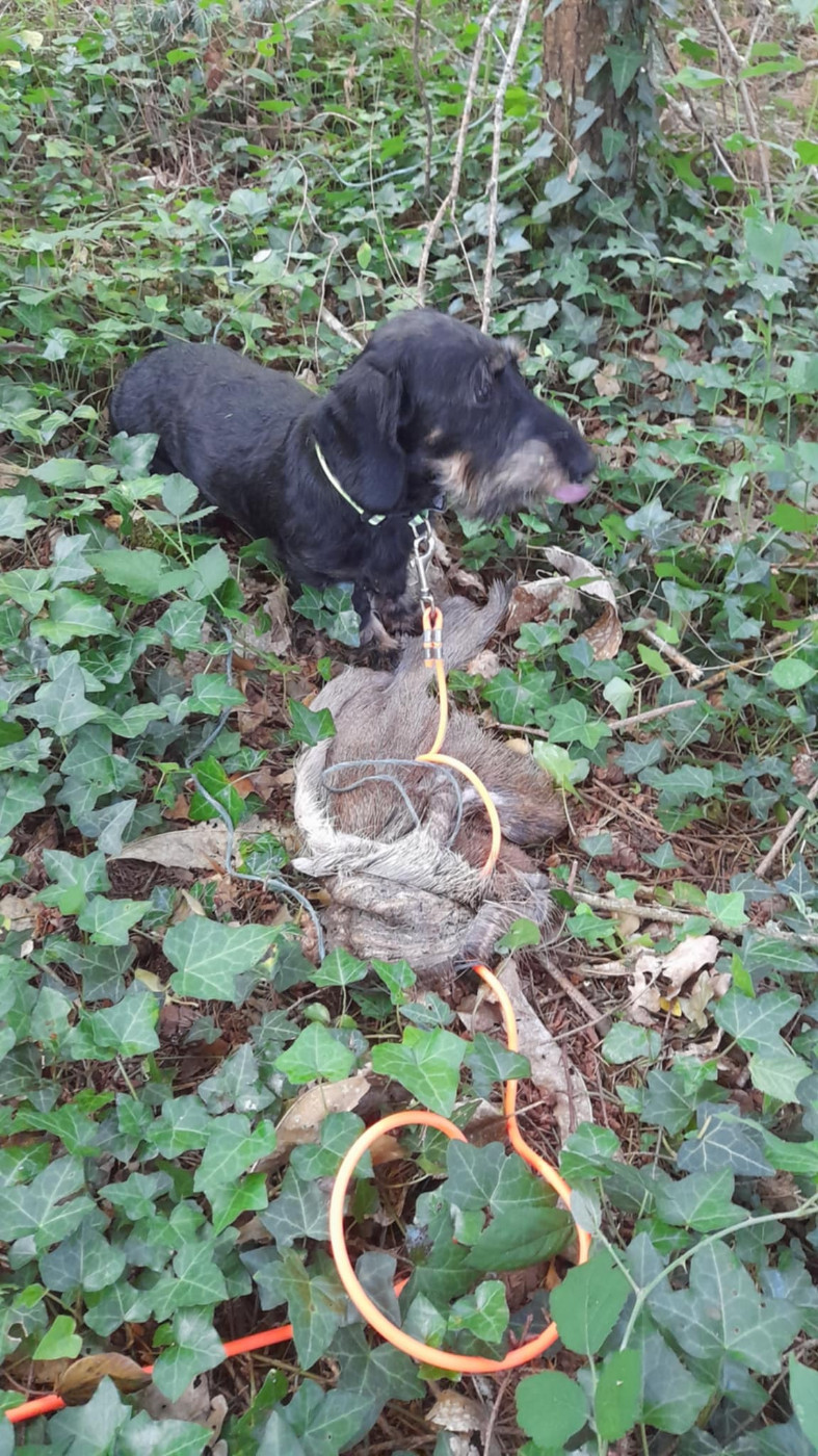 Vadrouille De la plaine aux lièvres
