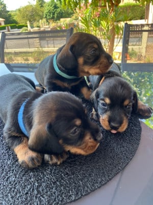 Les chiots de Teckel poil dur