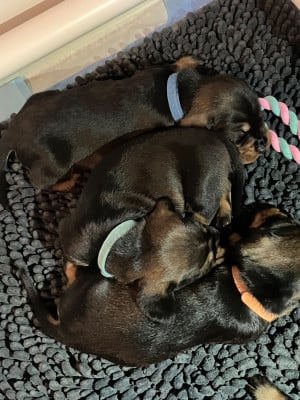 Les chiots de Teckel poil dur