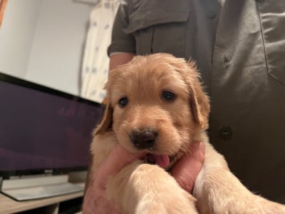 Les chiots de Hovawart