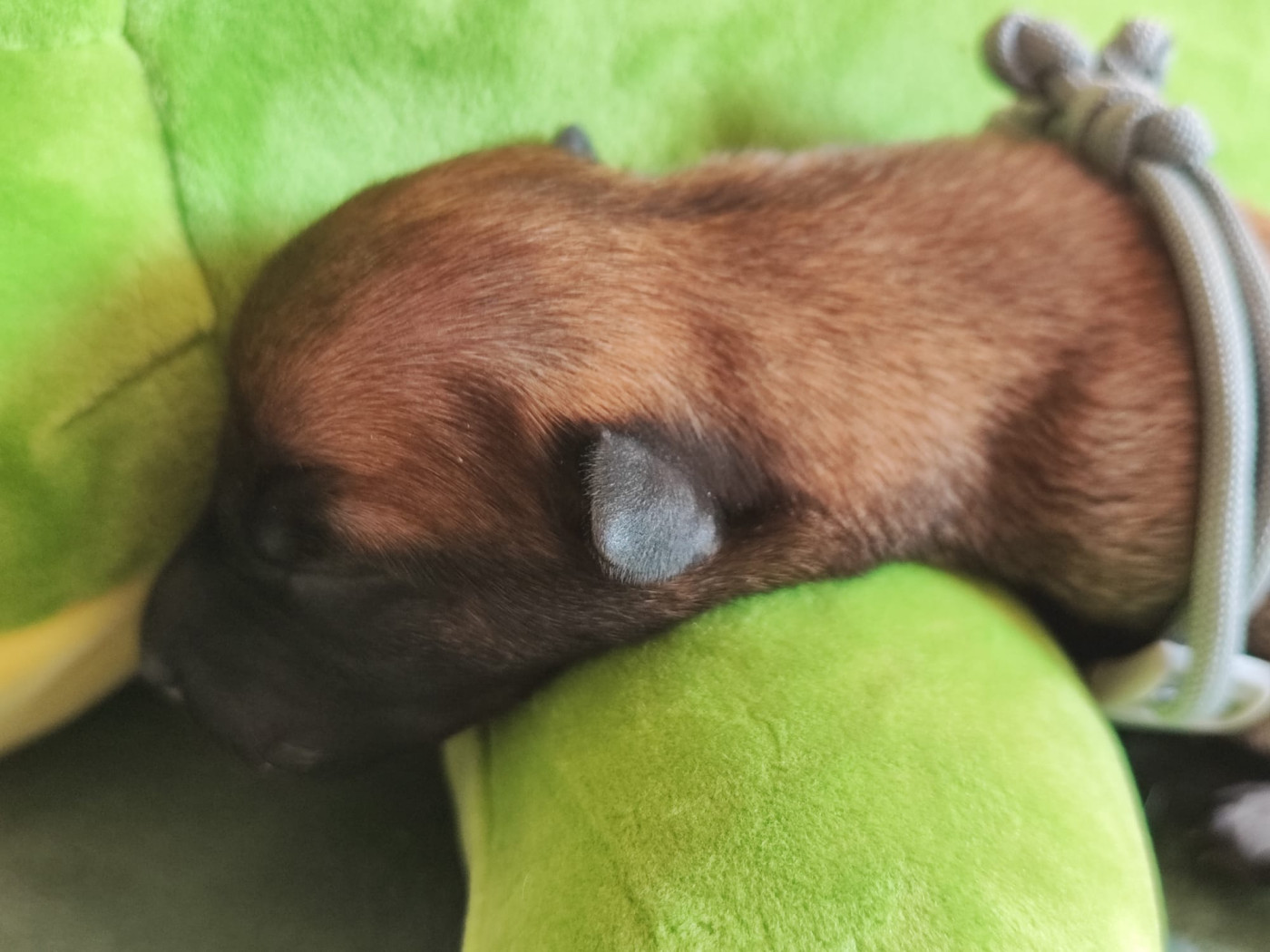 Chiot N°2 - Berger Belge