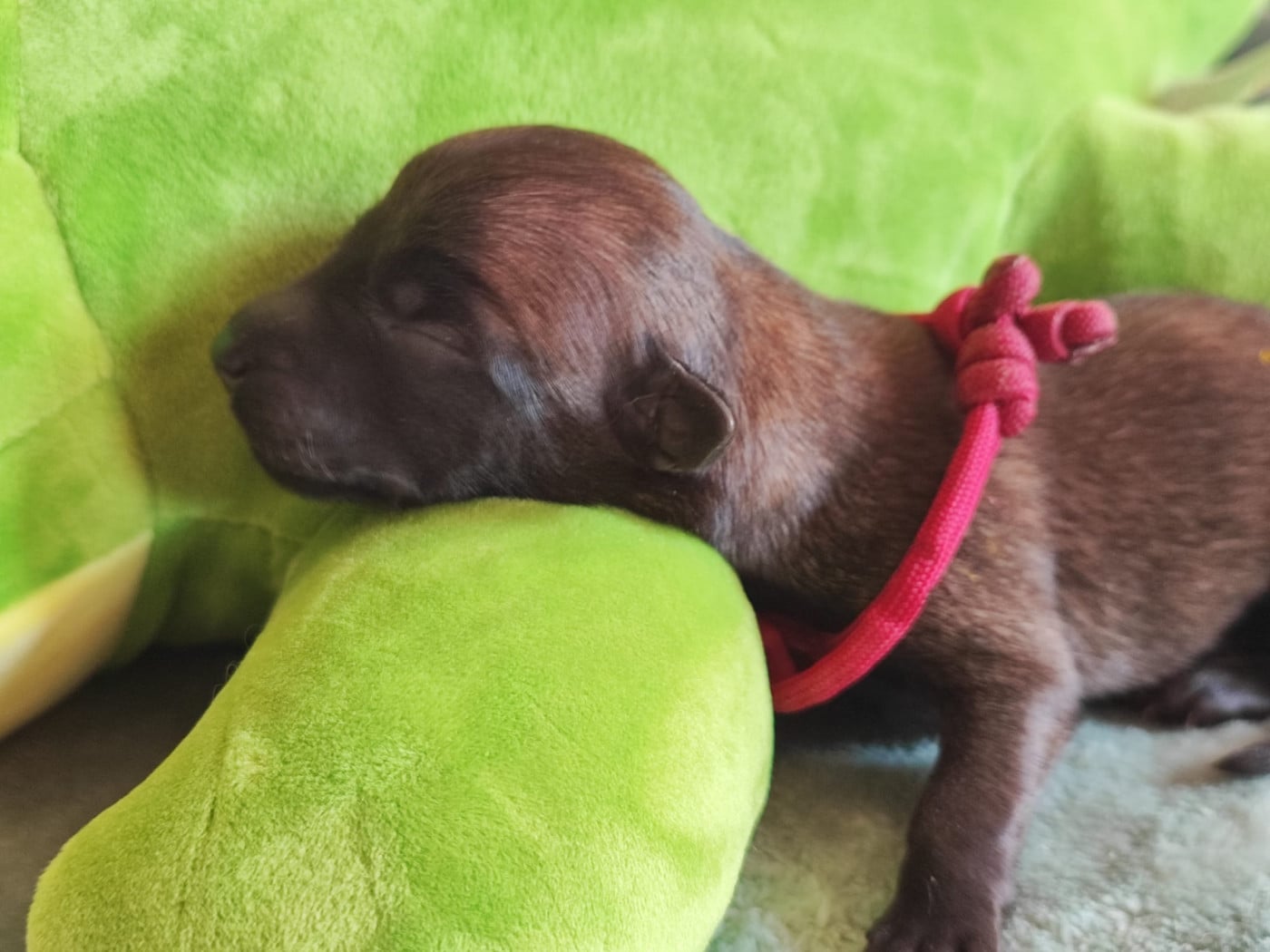 Chiot N°5 - Berger Belge