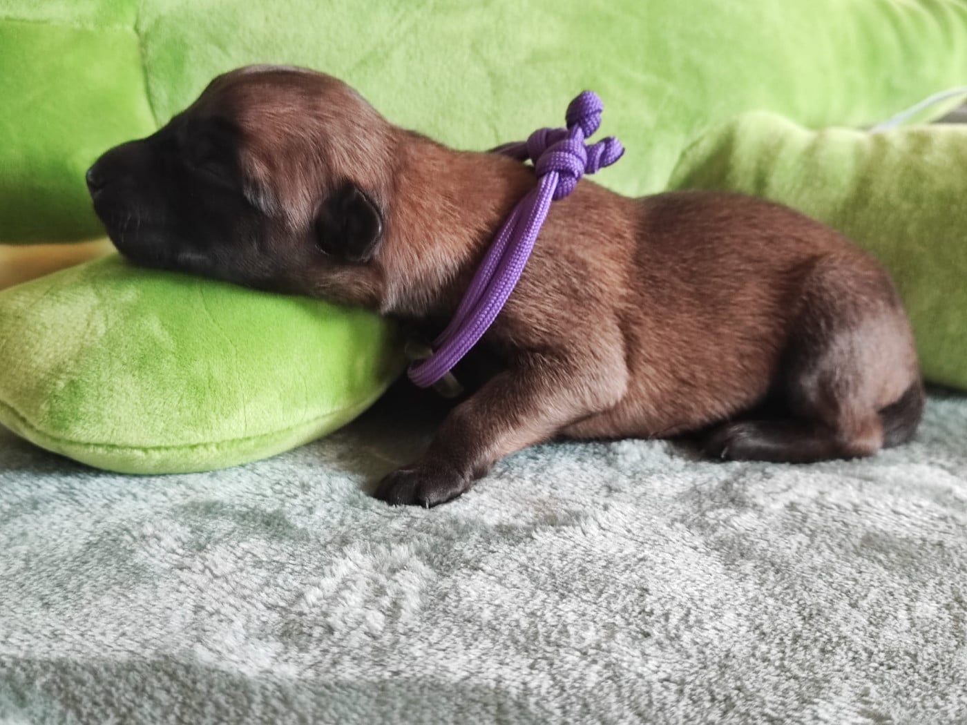 Chiot N°7 - Berger Belge