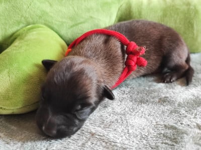 Chiot N°1 - Berger Belge