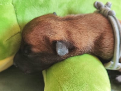 Chiot N°2 - Berger Belge