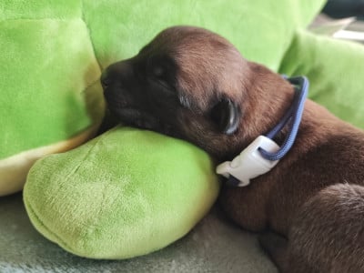 Chiot N°3 - Berger Belge