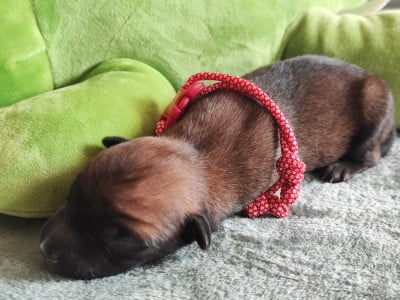 Chiot N°4 - Berger Belge