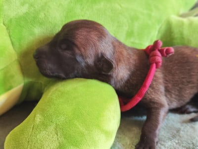 Chiot N°5 - Berger Belge