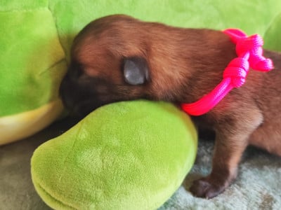 Chiot N°8 - Berger Belge