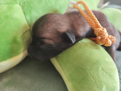 Chiot N°9 - Berger Belge