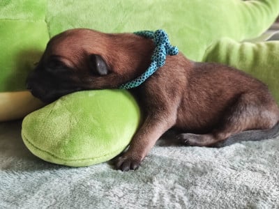 Chiot N°10 - Berger Belge