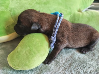 Chiot N°11 - Berger Belge
