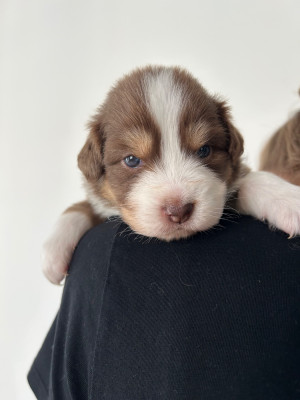Les chiots de Berger Australien