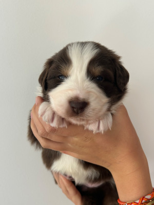 Les chiots de Berger Australien