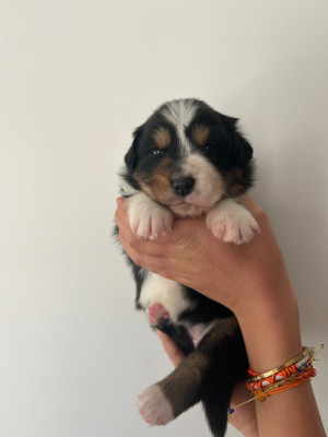 Les chiots de Berger Australien