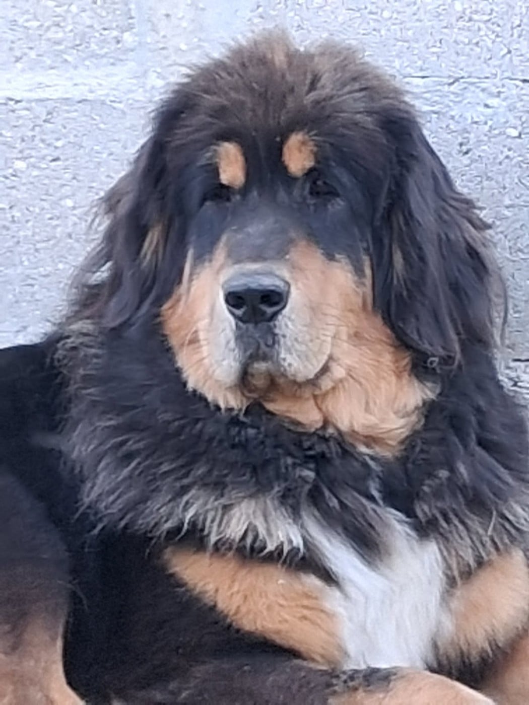 Unique du domaine de Toundra