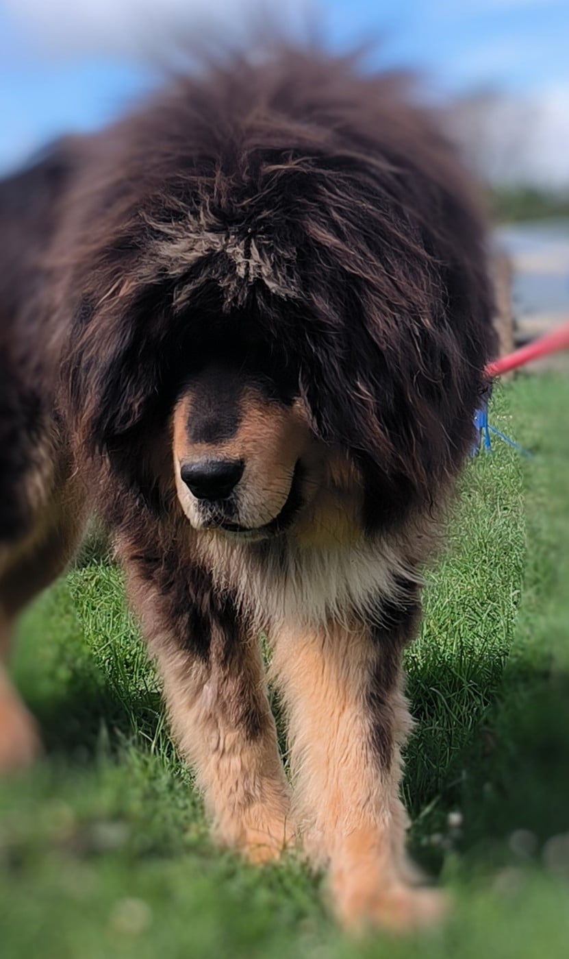 Unique du domaine de Toundra