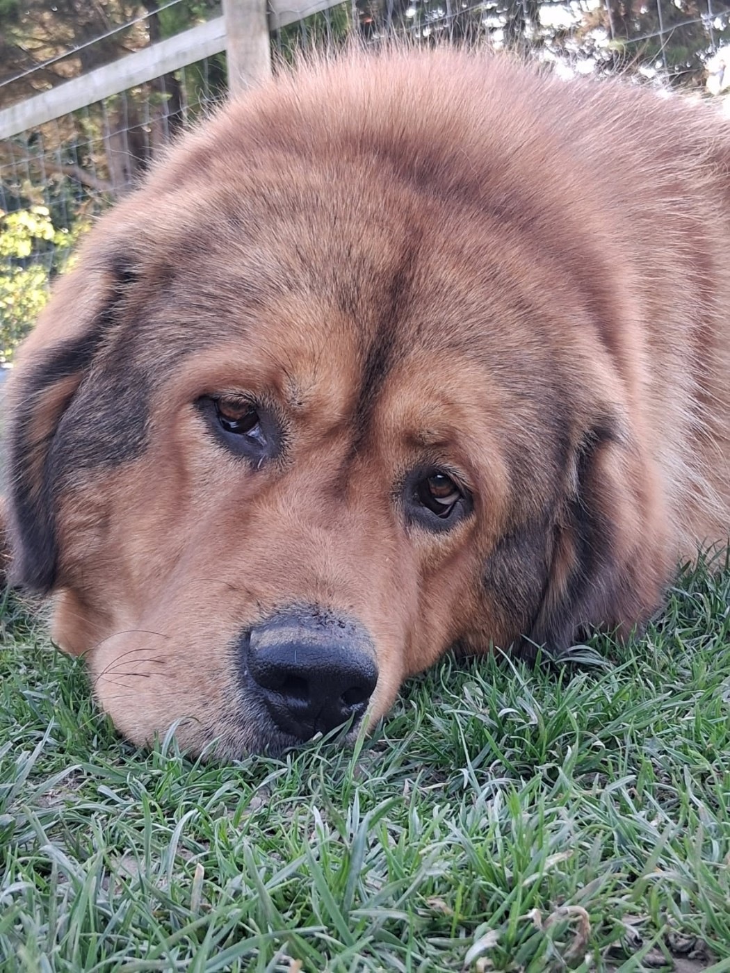 Ulk du domaine de Toundra