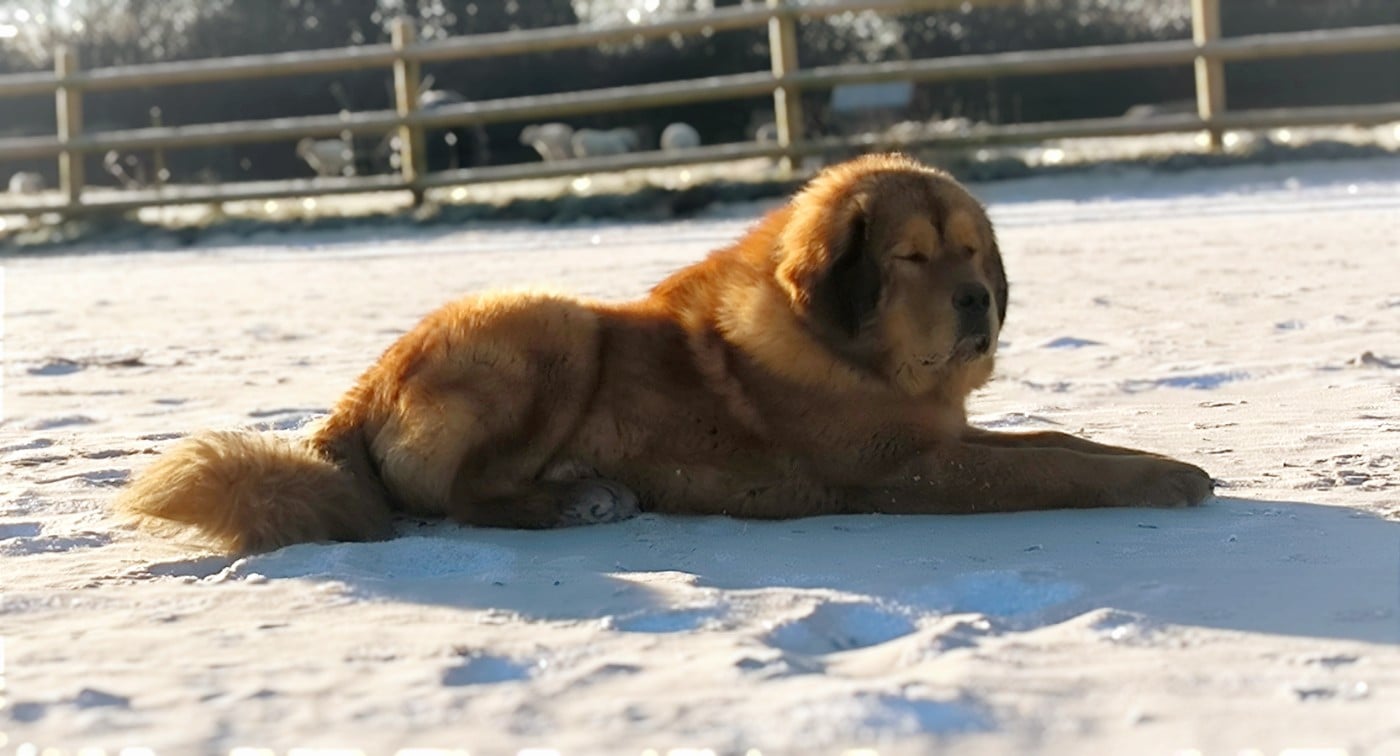 Ulk du domaine de Toundra