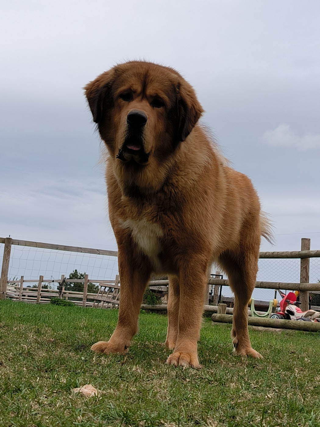 Ulk du domaine de Toundra