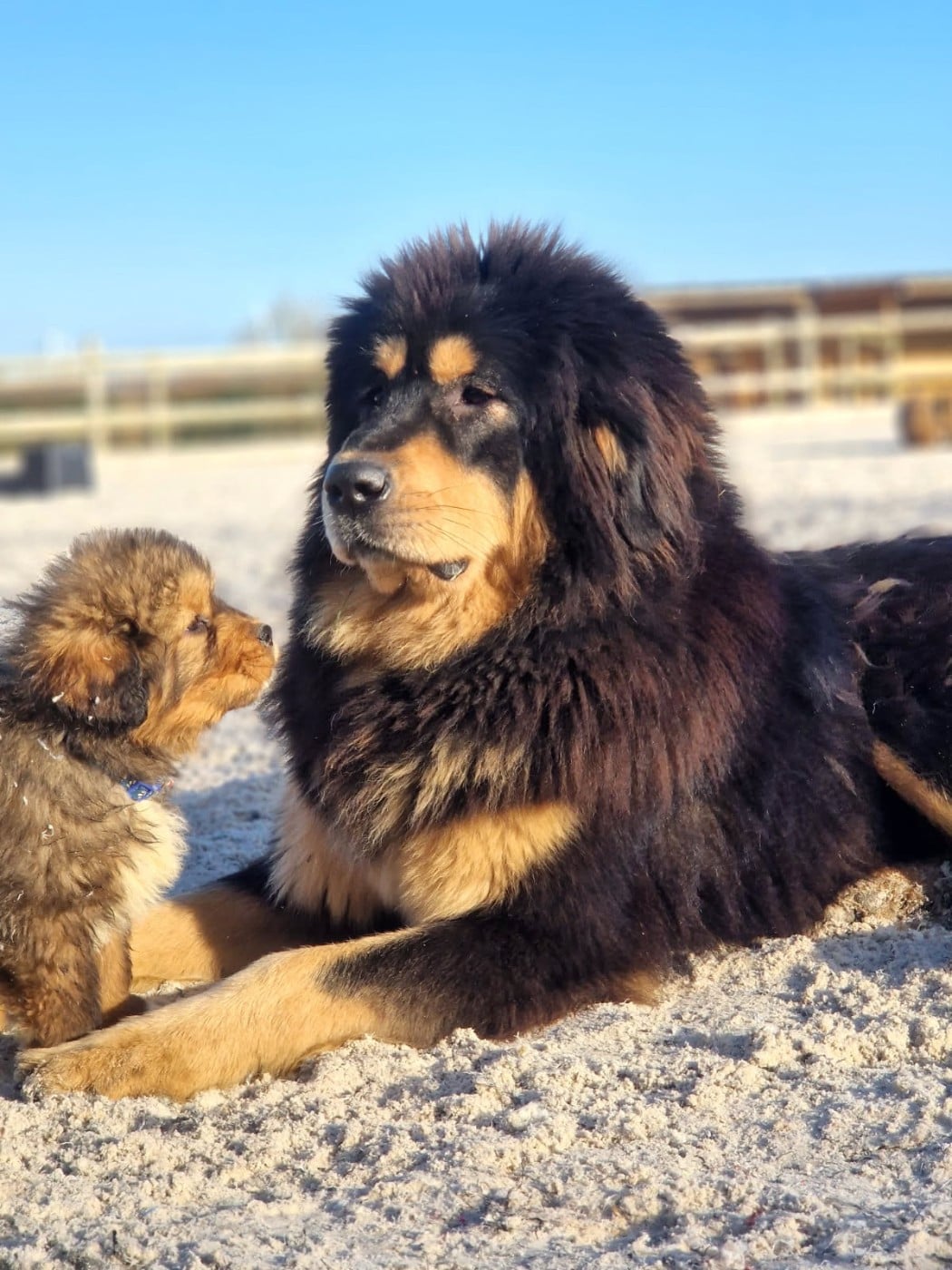 Dogue du Tibet - Du Haras Des Champs