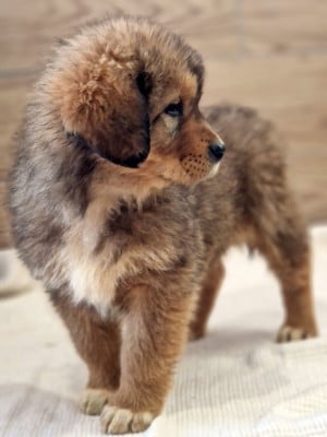 Les chiots de Dogue du Tibet