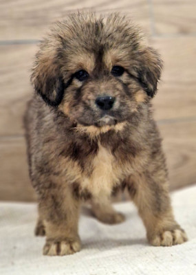 Les chiots de Dogue du Tibet