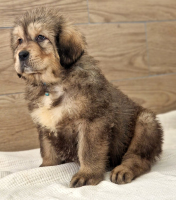 Les chiots de Dogue du Tibet