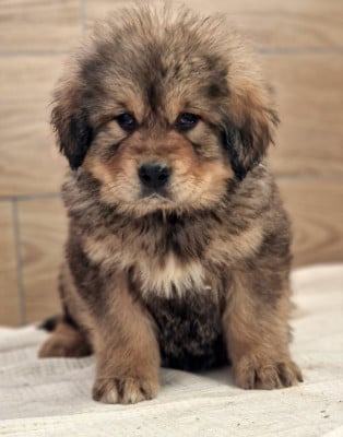 Les chiots de Dogue du Tibet