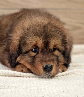 Les chiots de Dogue du Tibet