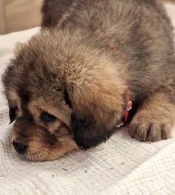 Les chiots de Dogue du Tibet