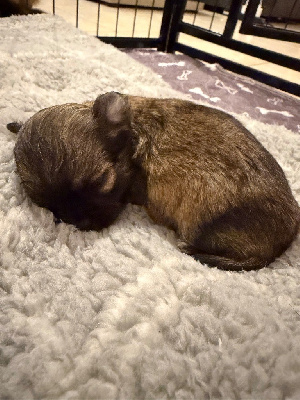 Les chiots de Chihuahua