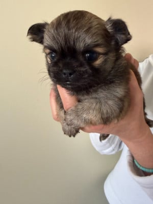 Les chiots de Chihuahua