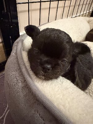 Les chiots de Chihuahua