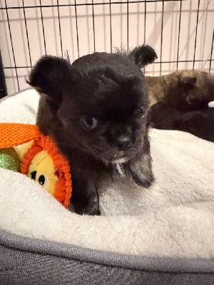 Les chiots de Chihuahua