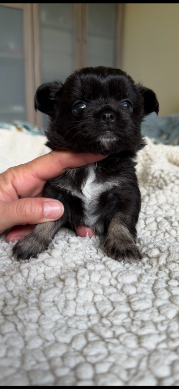 Chihuahua - Des Petits Trésors Mexicains