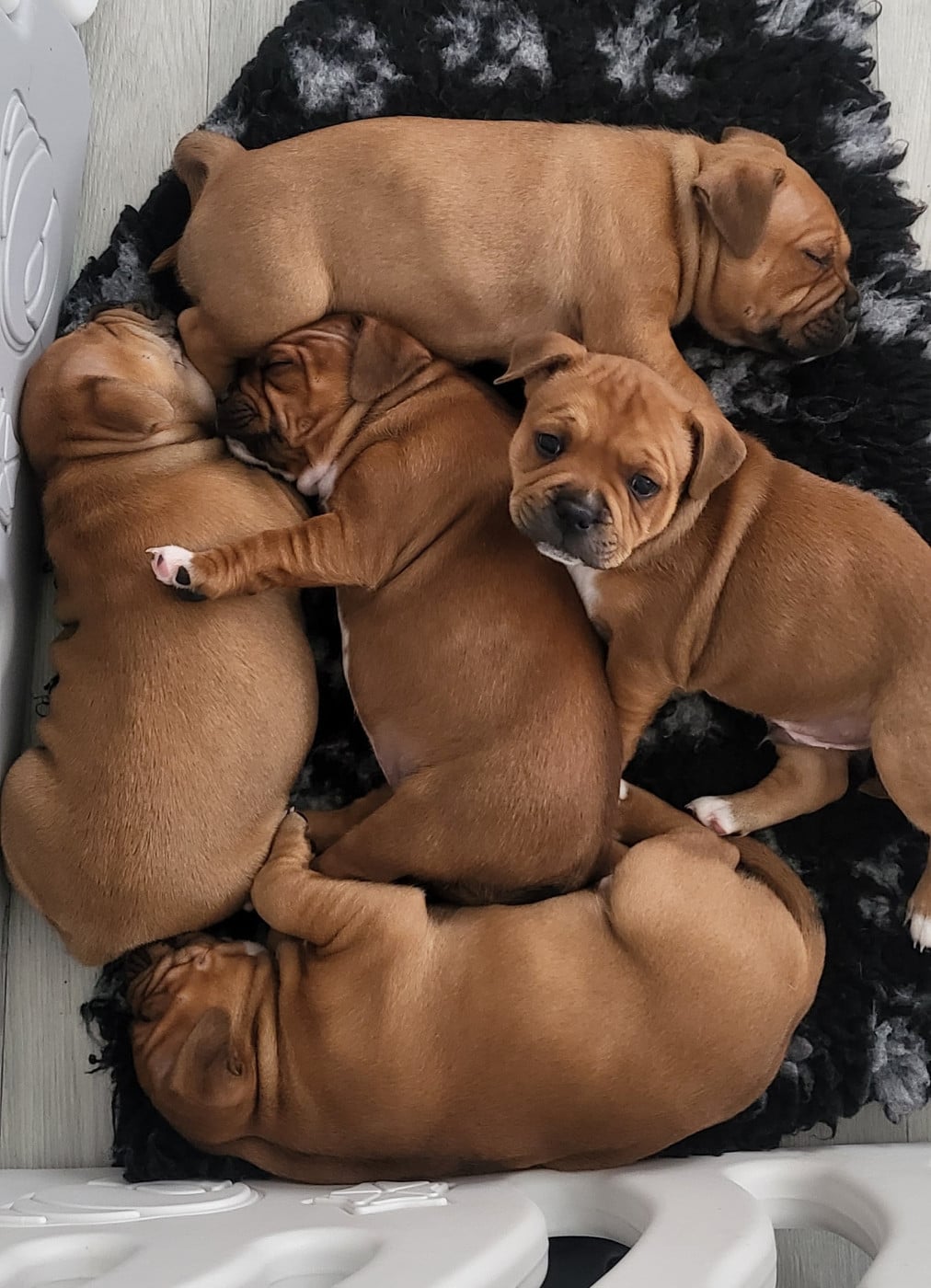 Staffordshire Bull Terrier - Du Royaume Des Cocagnes