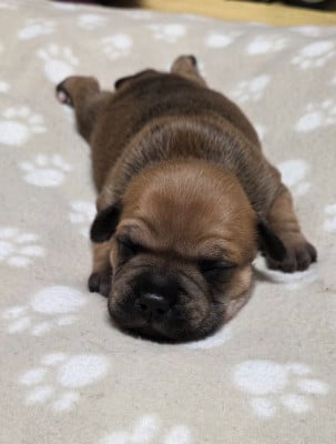 Les chiots de Staffordshire Bull Terrier