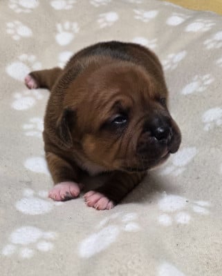 Les chiots de Staffordshire Bull Terrier
