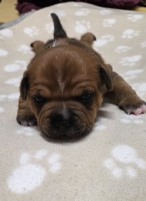 Les chiots de Staffordshire Bull Terrier