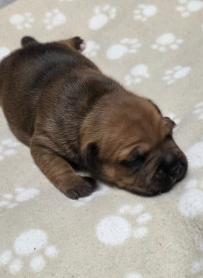 Les chiots de Staffordshire Bull Terrier