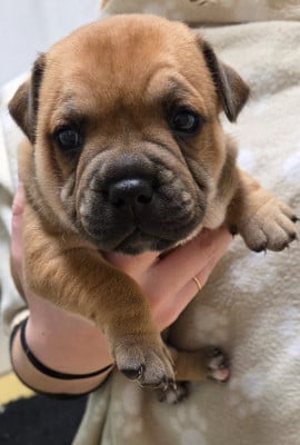 Les chiots de Staffordshire Bull Terrier